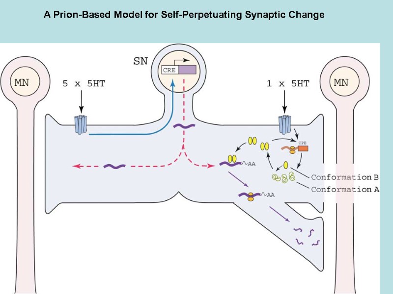 A Prion-Based Model for Self-Perpetuating Synaptic Change